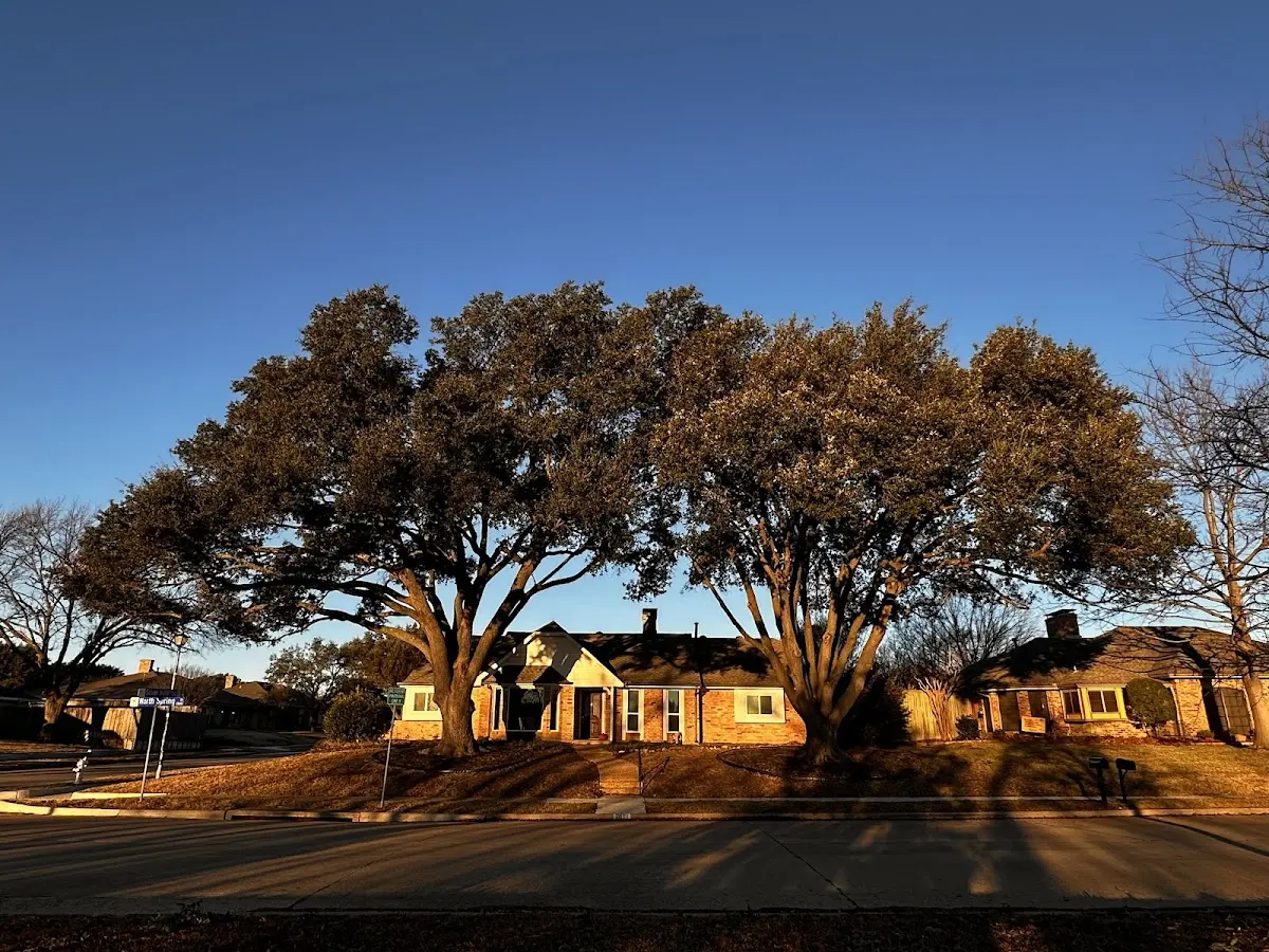 Established residential canopy tree shading a home in Kahoka